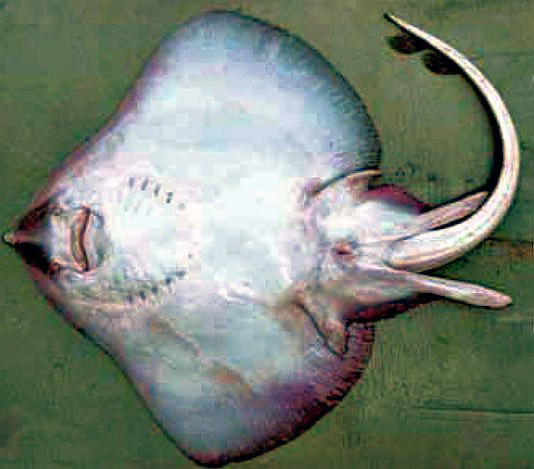 Leucoraja circularis_09.jpg